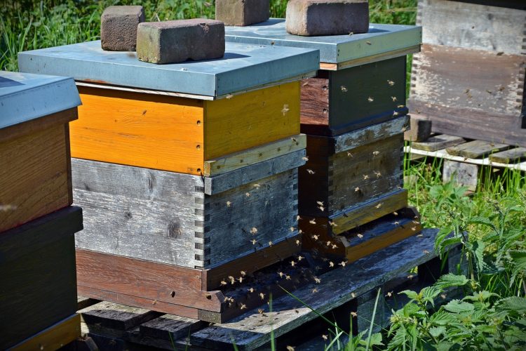 ruche-abeille